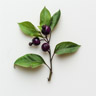 Belladonna