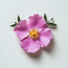 Cistus Incanus