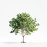 Haapa (Populus) Haapa (Populus)