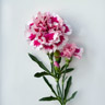 Neilikka (Dianthus)