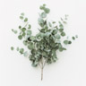 Eukalyptus