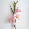 Gladiolus