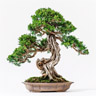 Hinoki-puu