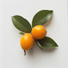Japaninloquat