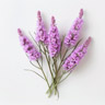 Liatris