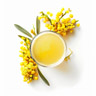 Mimosa