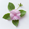 Mirabilis