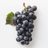 Pinot Noir -rypäleet