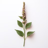 Knotweed