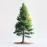 Sequoia Sequoia