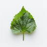 Shiso
