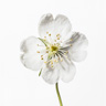 Luurankokukka (Diphylleia Grayi)