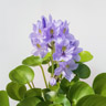 Vesihernehyasintti
